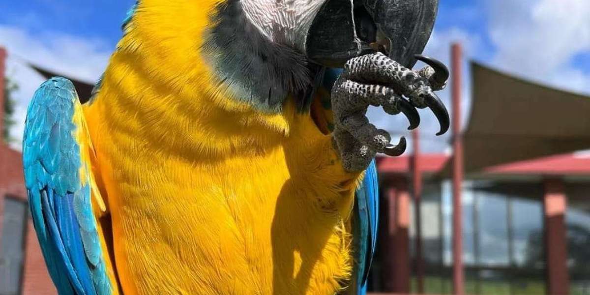 Catalina Macaw for Sale: A Guide to Owning This Vibrant Companion