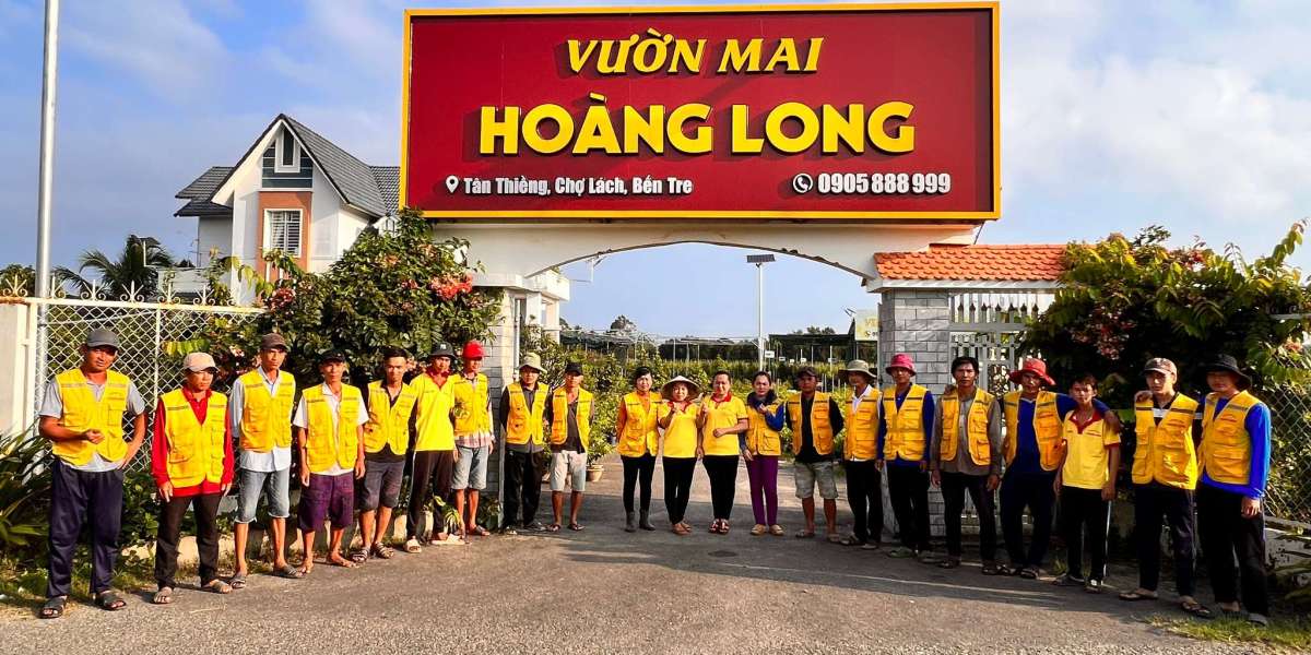 Top Địa Chỉ Mua Bán Mai Vàng Tết Giá Tốt, Chất Lượng Tại TP.HCM