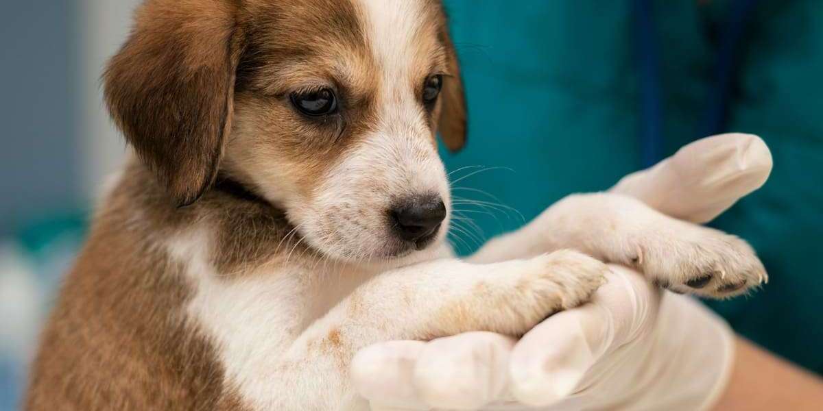 Why a Fully Trained Dog is the Best Companion | Aly’s Puppy Bootcamp