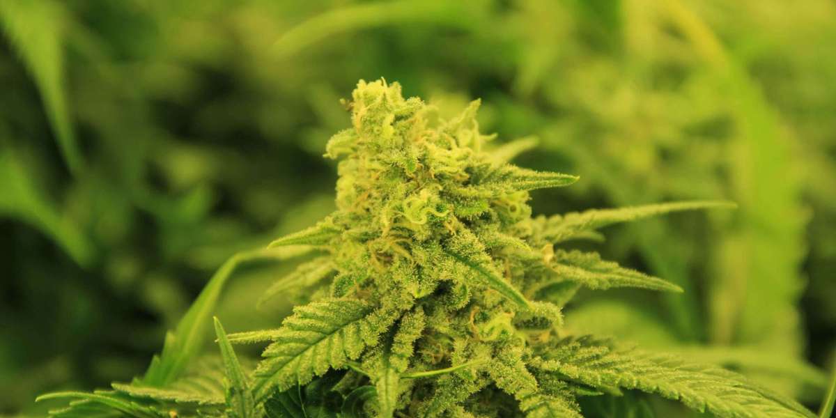 Bulk Weed Delivery | The Ultimate Guide to Affordable, Convenient Cannabis Access