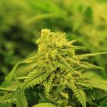 kush buddy Profile Picture