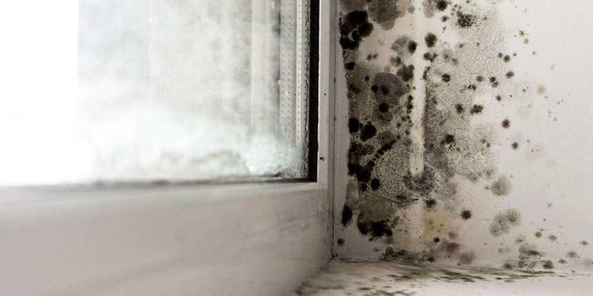 When Poor Living Conditions Become a Legal Issue: Your Rights in Housing Disrepair