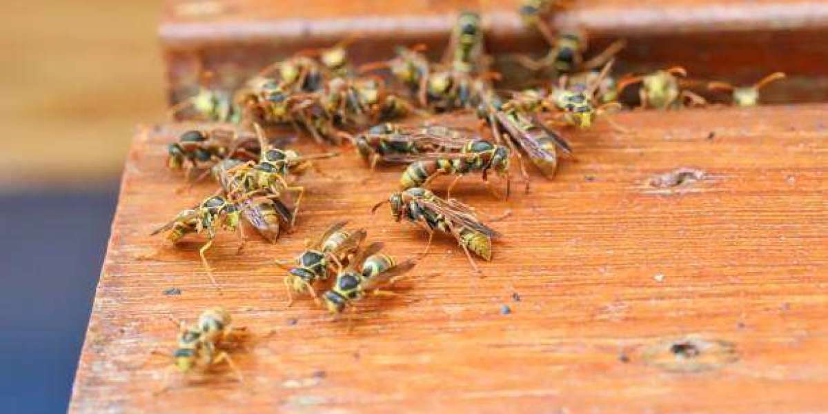 How Do You Know If You Need Wasp Control Brisbane?