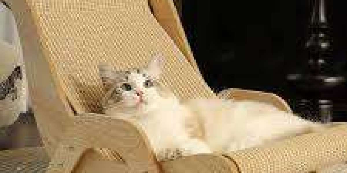 The Ultimate Guide to Choosing the Best Sisal Cat Scratcher for Cats