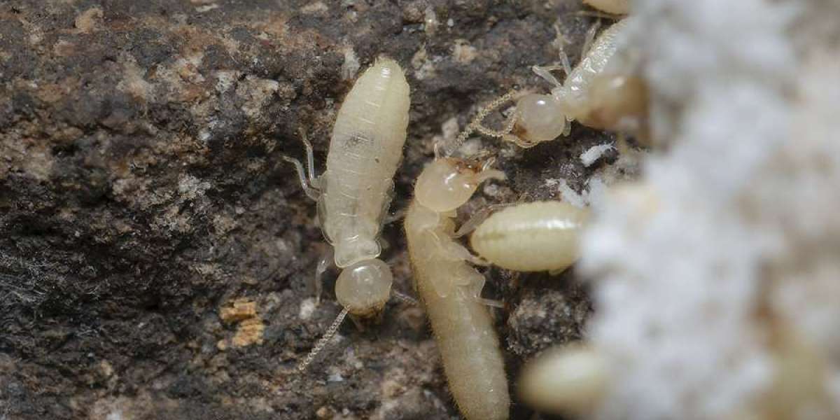 Effective Termite Treatment in The Bronx – Protect Your Home Today
