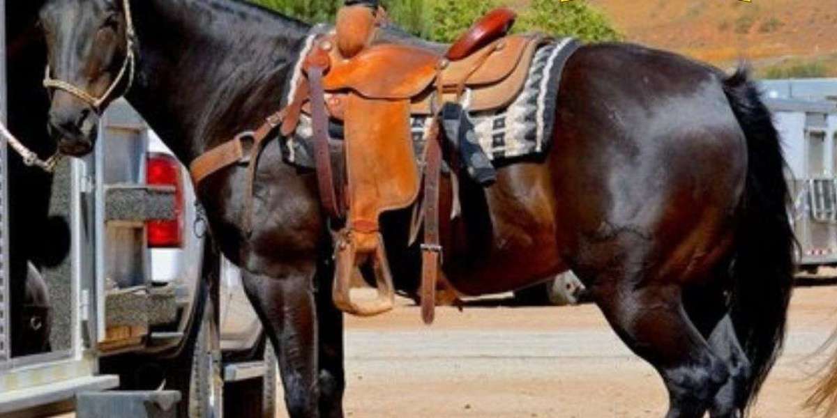 Safe & Stress-Free Nationwide Horse Transportation