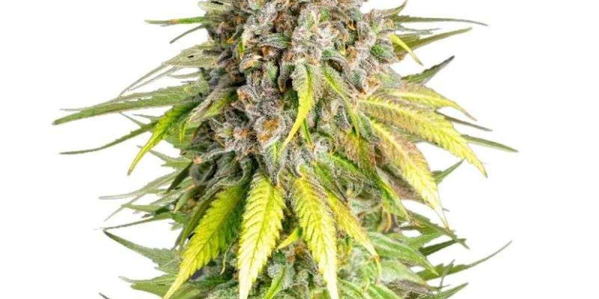 Buy Cannabis Seeds That Support Muscle Recovery and Physical Wellness