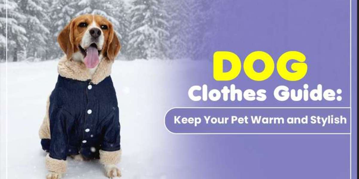 Dog Clothes Guide: Keep Your Pet Warm and Stylish